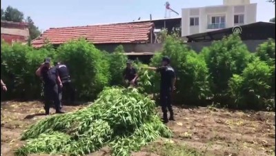 ishakcelebi - Kenevir bahçesinde yakalandı, 'içiciyim' diye savunma yaptı - MANİSA Videosu