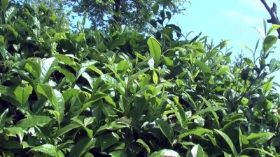 cay alimi - ÇAYKUR'un birinci sürgün yaş çay alımı rekorla tamamlandı - RİZE  Videosu