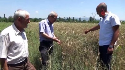 naat -  Hububatta rekolte artışı bekleniyor  Videosu