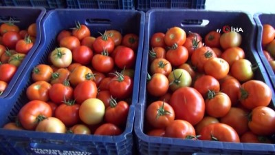 domates fiyati -  İhracat düştü, domates dibe vurdu  Videosu
