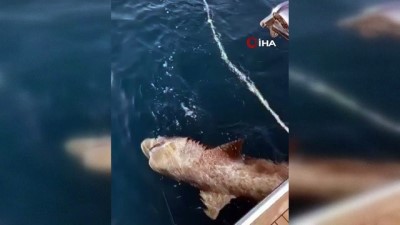 kopek baligi -  Plajın 500 metre açığında yaklaşık 2 metrelik köpek balığı yakalandı  Videosu