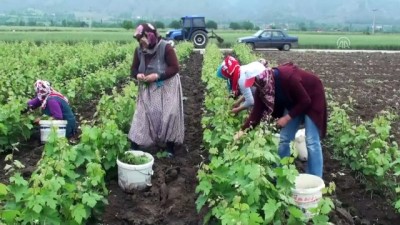 kirim - Coğrafi işaretli Erbaa yaprağında hasat zamanı - TOKAT  Videosu