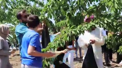 fi yapi - Elazığ'da kiraz hasadı şenliği  Videosu