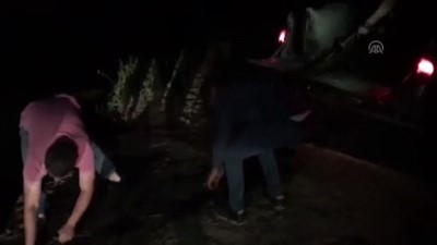 inci kefali - Kaçak avlanan inci kefalleri Van Gölü'ne bırakıldı - VAN  Videosu