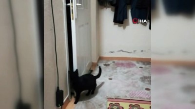 fenomen -  Patisiyle kapıyı açan kedi fenomen oldu  Videosu