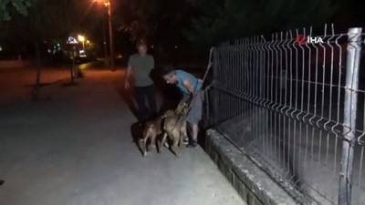 cocuk parki -  Pitbulları çocuk parkına bağlayıp kaçtılar  Videosu