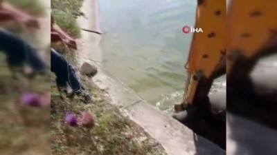 yaban domuzu -  Su kanalına düşen yaban domuzunu iş makinesiyle kurtardılar  Videosu