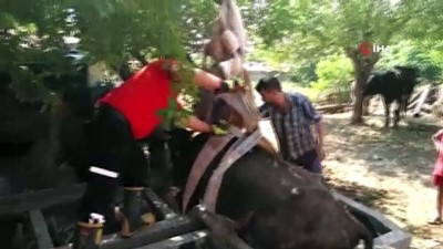 kurtarma operasyonu -  Tarım aletine sıkışan ineği kurtarma operasyonu  Videosu