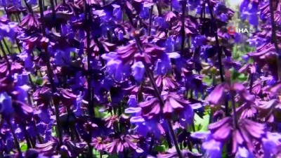 tibbi bitkiler -  Van Gölü kıyısında rengarenk tıbbi bitkiler bahçesi  Videosu