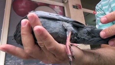 yarali guvercin -  Yaralı güvercine vatandaşlar sahip çıktı  Videosu
