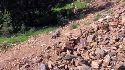 ayi yavrusu - Yolunu kaybeden yavru ayı doğaya bırakıldı - GÜMÜŞHANE  Videosu