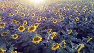 rotasyon - Ceylanpınar'da toprağı 'ayçiçeği' koruyor - ŞANLIURFA  Videosu