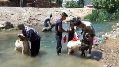 sudan - Sıcaktan bunalan hayvanlar derede serinletiliyor - GAZİANTEP  Videosu