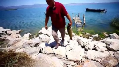 balik nesli - Suğla Gölü'nün balıkçı aileleri yeni sezondan umutlu - KONYA  Videosu