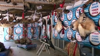 amator balikci -  Türkiye kıyılarında balon balığı tehlikesi  Videosu