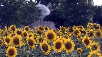 plato - 'Doğanın sarı gelini' çiçeklendi - EDİRNE  Videosu