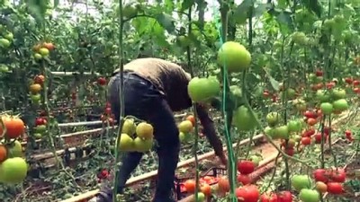 universite ogrencisi - Kurduğu serayla mevsimlik işçilere umut oldu - ŞIRNAK  Videosu
