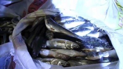 inci kefali - Van'da kaçak avcılıkla mücadele  Videosu