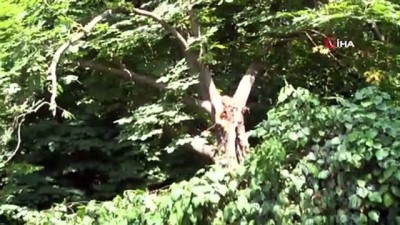bebek koltugu -  Seyir halindeki aracın üzerine ağaç ve direk devrildi, 2 yaşındaki çocuk ve ailesi ölümden döndü Videosu