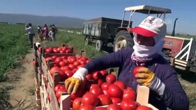 İncirliova'da domates hasadı - AYDIN