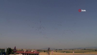 hali deseni -  Ak pelikanların gökyüzündeki dansı havadan görüntülendi  Videosu