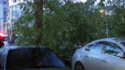 polis -  Kopan ağaç dalı otomobillerin üzerine düştü Videosu