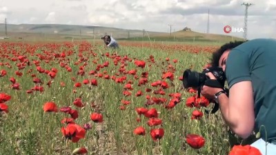 doga fotografcisi -  Süphan dağı ve gelincik çiçeklerinin muhteşem manzarası böyle görüntülendi  Videosu