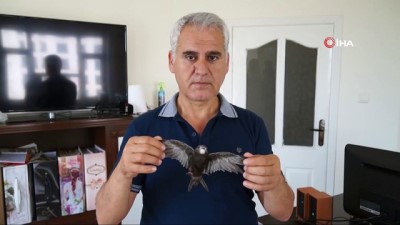 salacak -  Batman’da Ebabil kuşu bulundu  Videosu