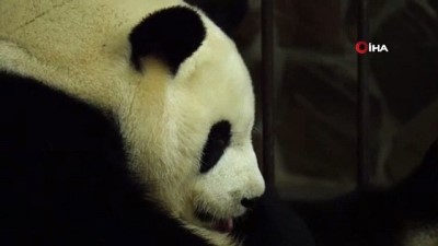 panda yavrusu -  - Çin'de 2019'un İlk Pandası Dünyaya Geldi  Videosu