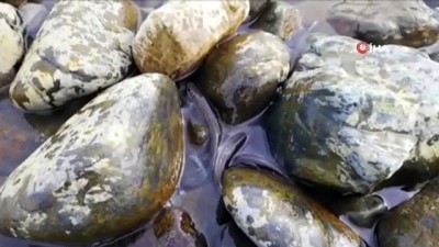 baraj golu -  Kıyıda kalan çok sayıda balık yine telef oldu  Videosu