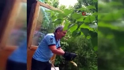 barla -  Başkent'te yılan paniği  Videosu