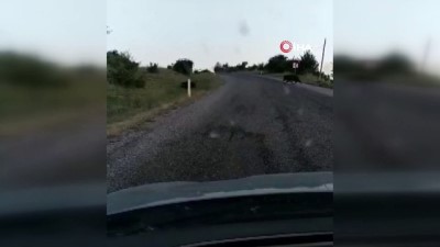 ilginc goruntu -  Konya'da yola inen domuzlar kamerada  Videosu