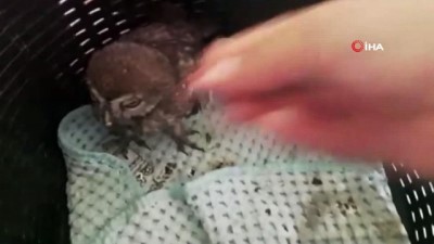 salacak -  - Yuvasından düşen yavru baykuşa anne şefkati  Videosu