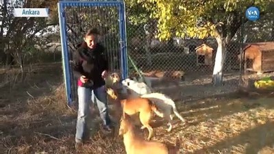 hayvan severler - Sokak Hayvanları İçin ‘Mahallede Yaşam’ Çözümü Aranıyor Videosu