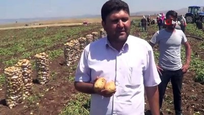 karahisar -  Sandıklı’da patates hasadı başladı  Videosu