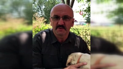 karahisar -  Şantiyeye gelen tilkiyi elleriyle besliyorlar Videosu