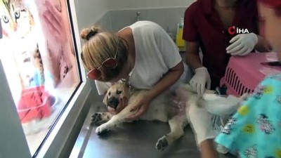 tedavi sureci -  Sokak köpeğine domuz kurşunu Videosu