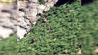 dag kecisi -  Yüksekova’da dağ keçisi sürüsü görüntülendi Videosu