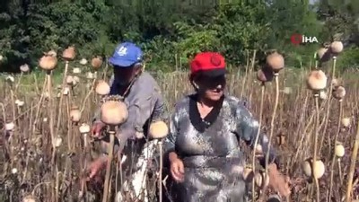 baraj golu -  Çorum’da haşhaş hasadı başladı  Videosu