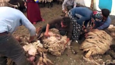 koyun kirkma -  Göçerlerin zorlu yayla yaşamı  Videosu