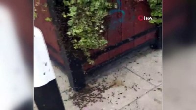 kacis -  - İrlanda’da Arılar Paniğe Neden Oldu  Videosu