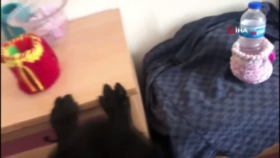 uyusturucu kacakciligi -  Tekirdağ’da bin 700 kök kenevir ve 50 gram esrar ele geçirildi  Videosu