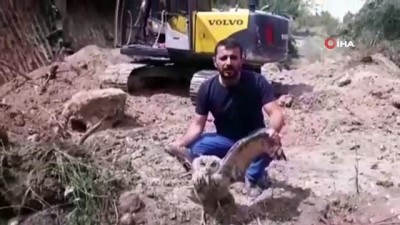 icme suyu -  Yaralı puhu kuşu tedavi altına alındı Videosu