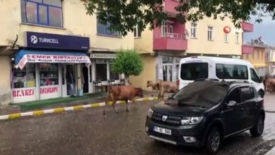 dolu yagisi -  Ardahan’da dolu...Fındık büyüklüğündeki dolu tarım arazilerine ve araçlarda hasara neden oldu  Videosu