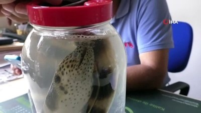 balik turu -  Eğerli yılan balığı Atlas Okyanusu'nu geçti, Antalya'da oltaya takıldı  Videosu