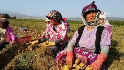politika -  Patates üreticisi ithalattan dolayı sıkıntıda  Videosu