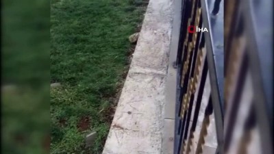 ormanli -  Siverek’te nesli tehlikede olan alaca sansar görüntülendi  Videosu