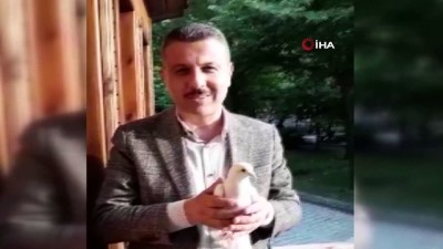 isaf -  Ankara'dan kaçan güvercini Boyabat'ta belediye başkanı buldu Videosu