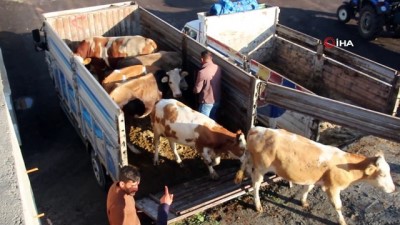 hayvan pazari -  Oltu kapalı hayvan pazarına kavuştu  Videosu