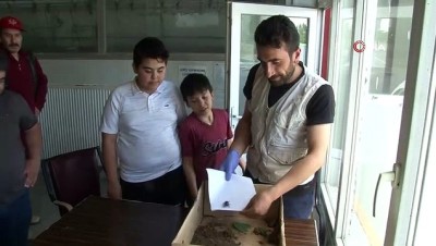 haber kanali -  Erzurum’da gergedan böceği bulundu  Videosu